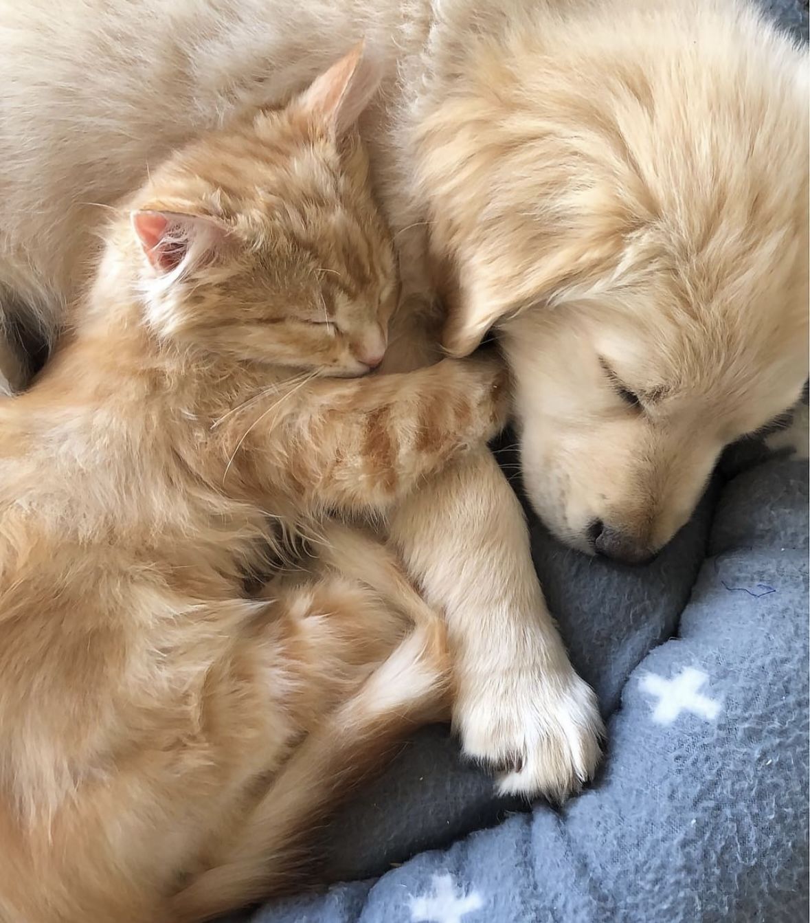 Pets